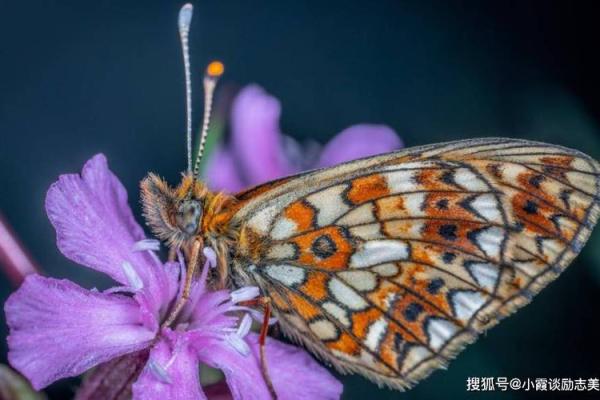 热血沸腾打一生肖是什么意思，最新方法分享