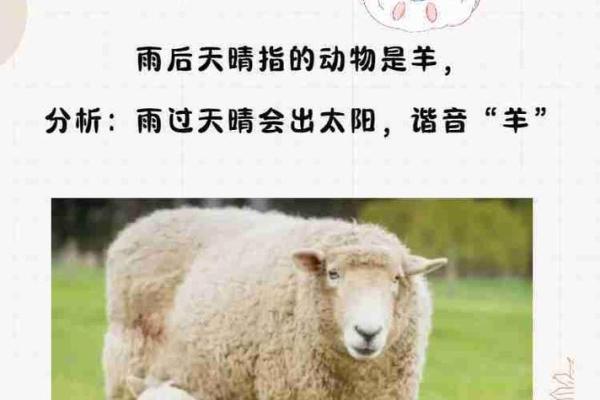 差强人意”打一生肖动物是什么意思，新手必学