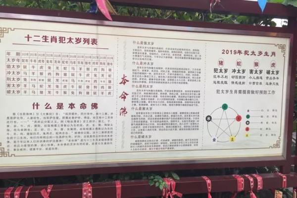 大江东去打一生肖动物是什么答案，新手必学