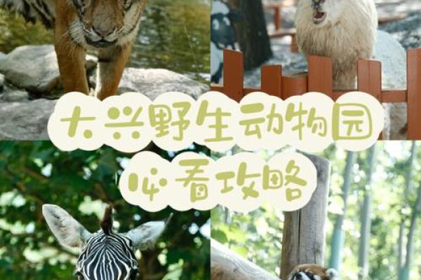 天大地大我最大在十二生肖中代表哪个动物，必看攻略