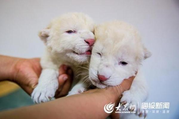 率性任意”对应的生肖动物性格特点详解，小白也能学会