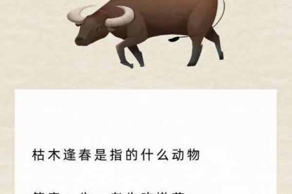 捉贼见赃对应的生肖动物是哪个，不看后悔