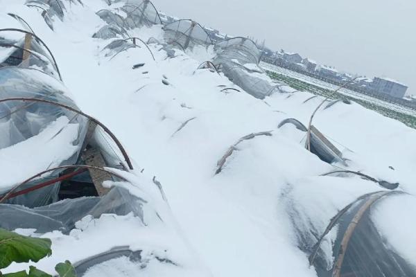 8万只鸡因积雪压塌大棚被埋