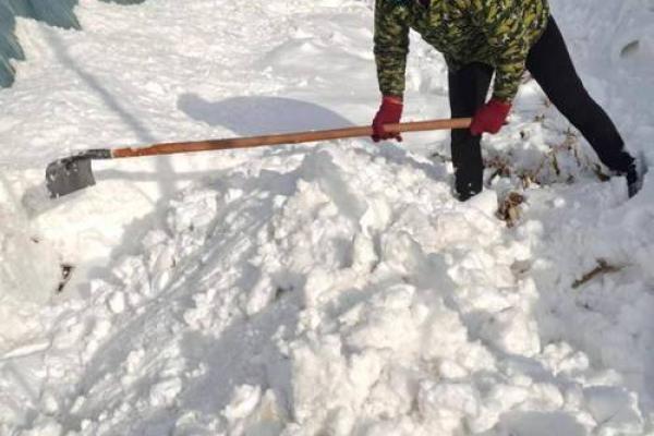 8万只鸡因积雪压塌大棚被埋