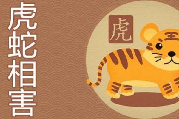 属虎的在蛇年的运势