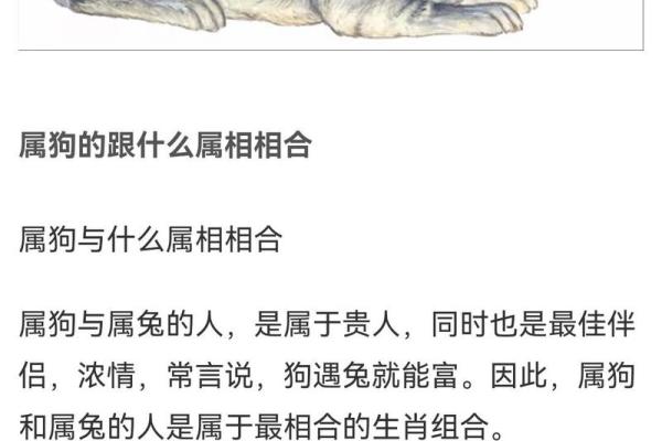 从生肖性格角度分析属狗男与属龙女婚配的优缺点