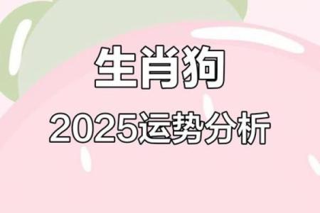2025年属狗人每月运程完整版：每月得把眼睛擦亮了及开运指南