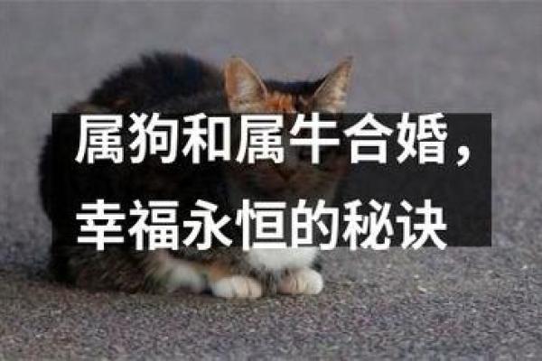 属狗的人和属狗的人结婚在性格上是否真的合适呢？