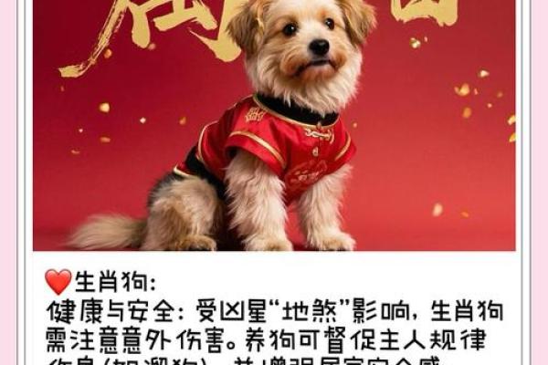 2025年属狗人全年运势详解，事业财运健康感情如何发展？