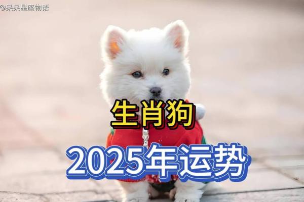 2025年属狗的人幸运颜色和忌讳颜色分别有哪些？
