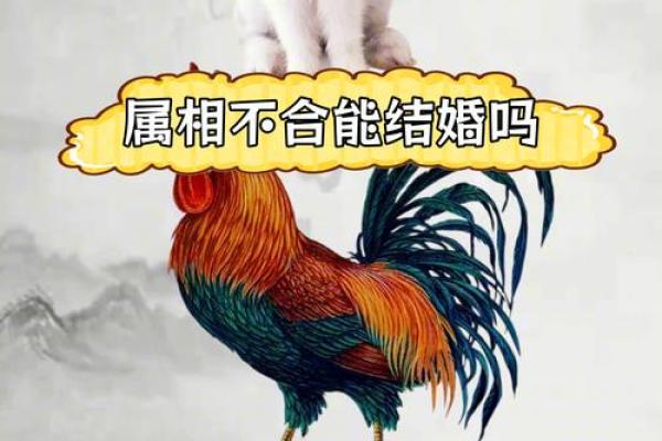 两个属鸡的人结婚会幸福吗？性格合不合得来详细解析
