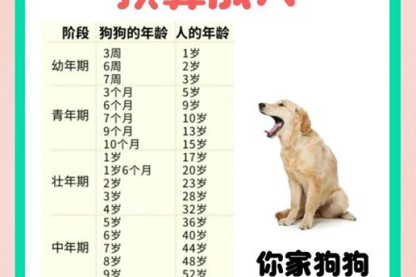 2025年属狗的人今年具体年龄是多少岁计算