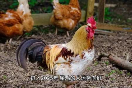 2025年1981年出生的鸡人全年财运事业运健康运解析