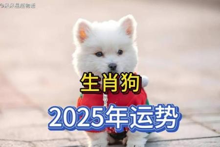 2025年属狗的人幸运颜色和忌讳颜色分别有哪些？