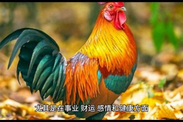2005年出生的属鸡人在2025年学业运势和健康运如何