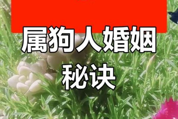 属狗和属鸡的夫妻在生活中如何化解矛盾，提升婚姻质量？