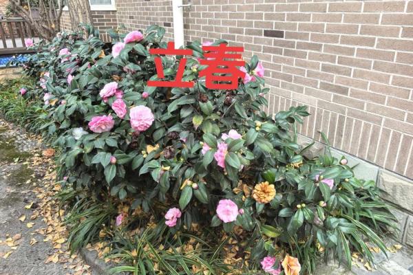 2014年打春具体是几月几号几点几分开始？