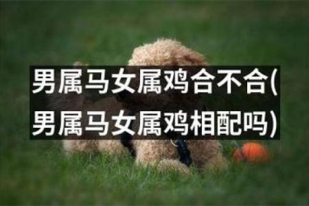哪些生肖男和属鸡女最配？揭秘离不开鸡女的三大生肖男