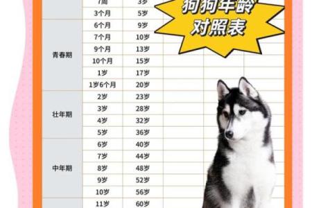 1994年属狗的人今年2024年具体年龄是多少周岁？