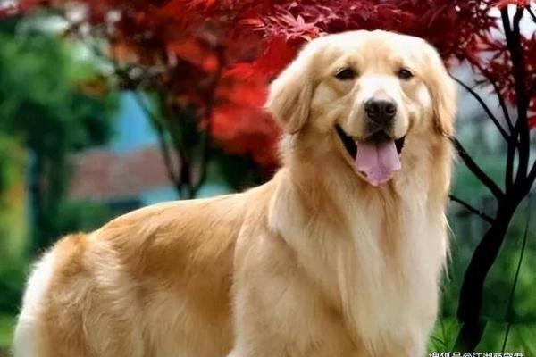 遍身金毛的动物是什么生肖？ 遍体金毛的生肖动物查询