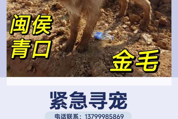 遍身金毛的动物是什么生肖？ 遍体金毛的生肖动物查询