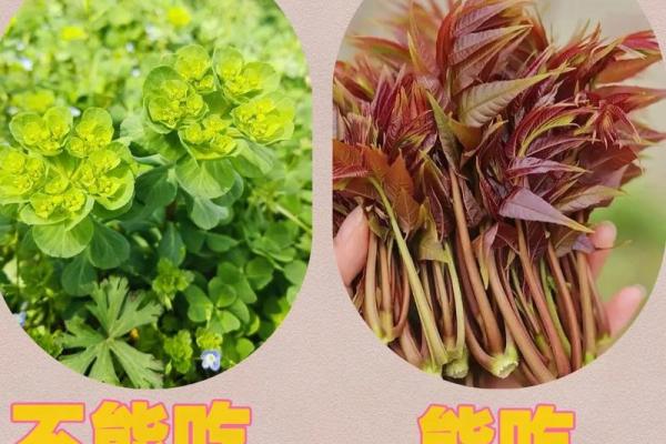 长须奴野菜时挑”是代表哪个生肖 长须奴野菜时挑对应属相查询