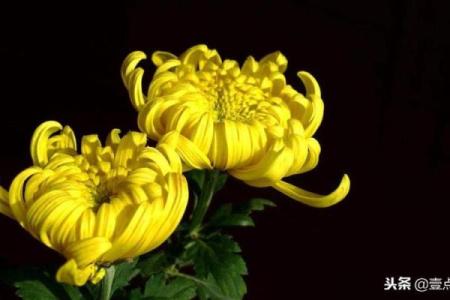 高风亮节是什么生肖 高风亮节动物象征查询