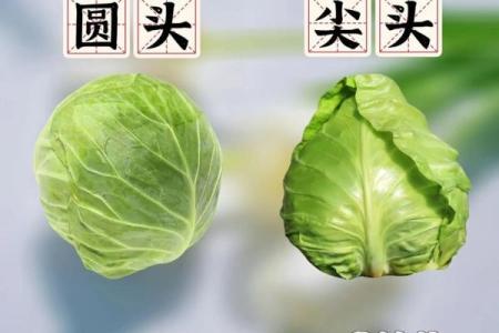 长须奴野菜时挑”是代表哪个生肖 长须奴野菜时挑对应属相查询