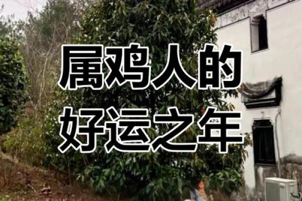 1981年属鸡人2025年穿什么颜色能提升财运和事业运