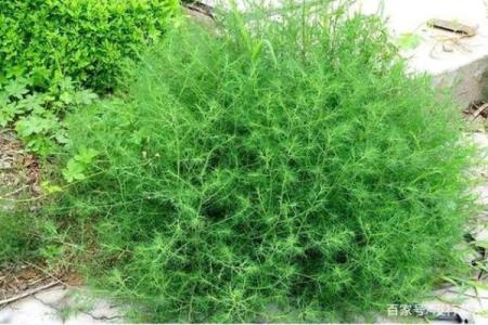 长须奴野菜时挑”打一最佳准确生肖 长须奴野菜时挑生肖谜底查询