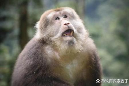 违天逆理”打一准确动物生肖 生肖谜语违天逆理答案查询