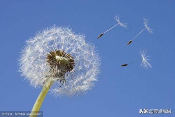 高风亮节代表什么生肖 十二生肖中高风亮节的动物