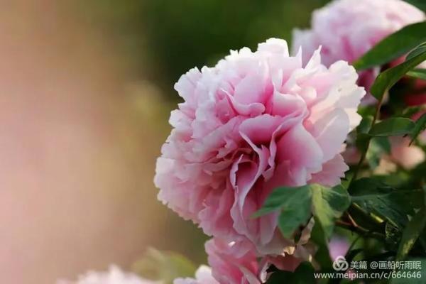 软玉温馨一彩虹代表哪个生肖 软玉温馨一彩虹生肖查询