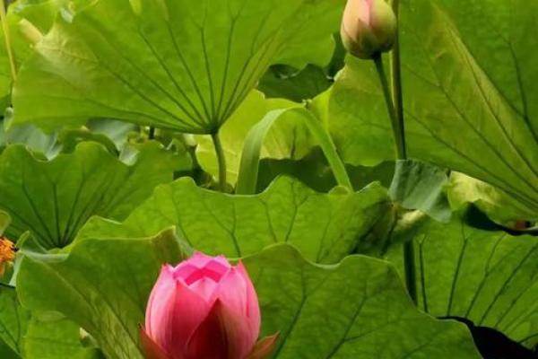 风暖日丽是什么生肖 风暖日丽打一生肖答案