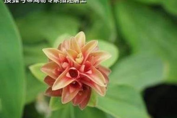 隔墙有耳的生肖 属相中隔墙有耳指什么