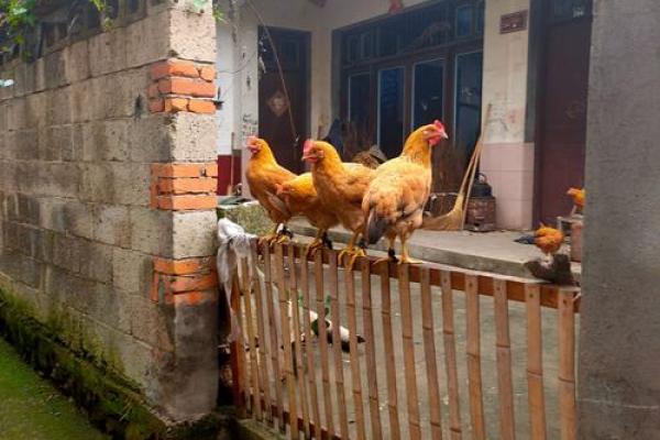 鸡犬相闻打一个生肖 鸡犬相闻对应生肖解析