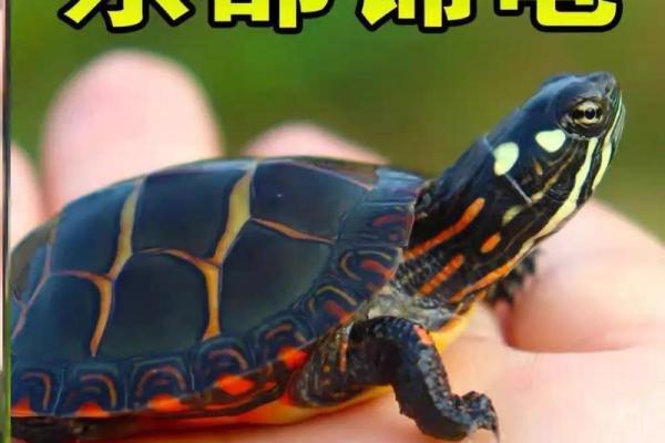 锦上添花猜一生肖 锦上添花是什么生肖动物