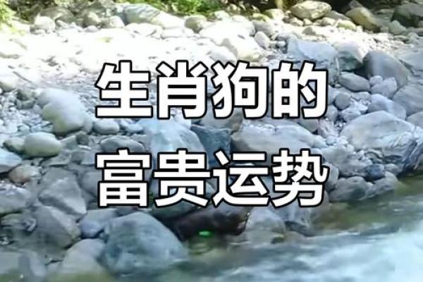 1970年属狗的人今天打麻将财运如何有没有好运