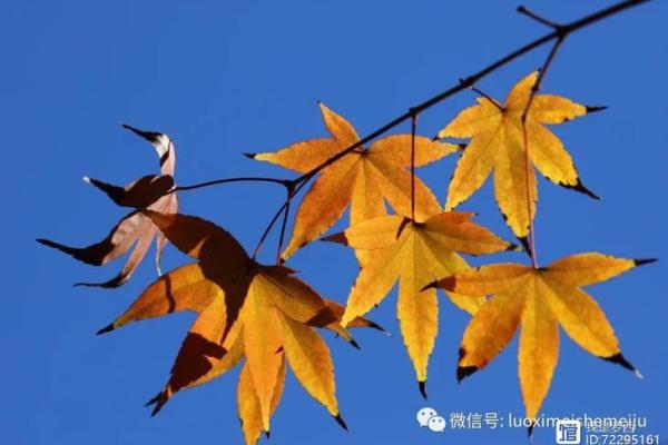 风尘绝色是什么生肖 风尘绝色打一生肖答案