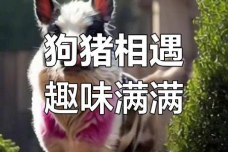 骂狗打鸡猪在笑”打一准确动物生肖 骂狗打鸡猪在笑打一生肖答案
