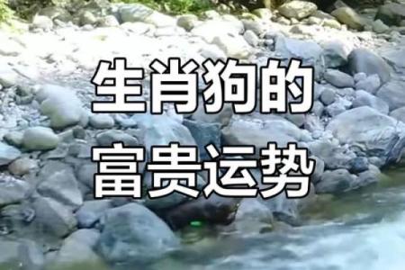 1970年属狗的人今天打麻将财运如何有没有好运