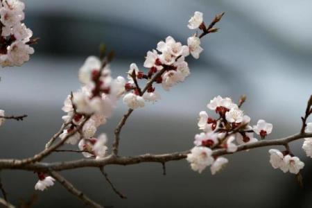 雨打梨花是什么生肖 雨打梨花对应生肖查询