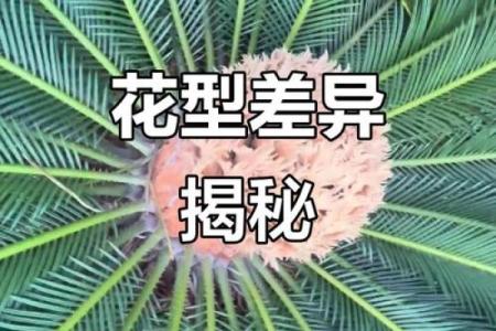 铁树开花是什么生肖啊 铁树开花代表哪个生肖动物