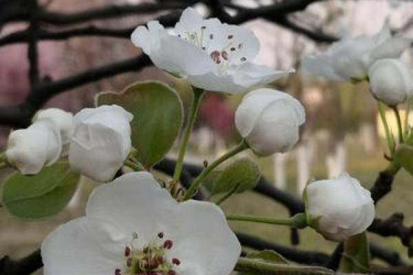 阳春白雪是代表什么生肖？ 阳春白雪生肖寓意解析