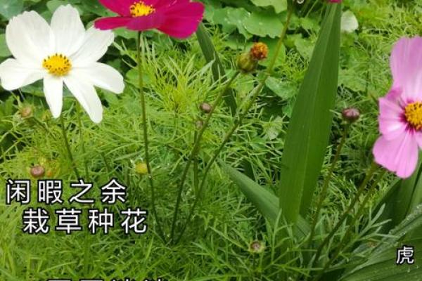 鸟语花香代表什么生肖 鸟语花香打一生肖