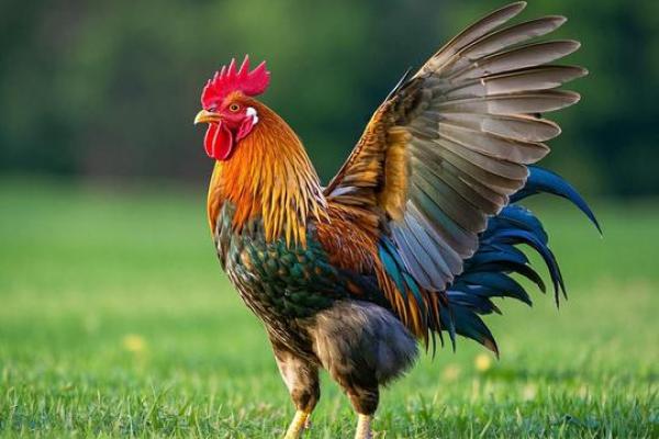 81年出生的鸡2024年每月运势如何？本命年得把眼睛擦亮了及化解方法