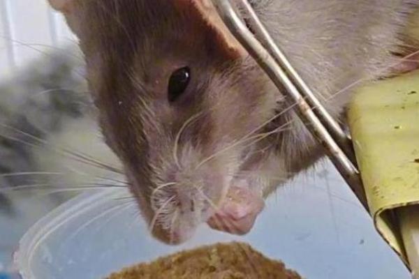 鼠肚鸡肠打一个正确生肖 鼠肚鸡肠指什么生肖动物