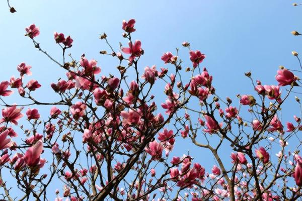 阳春白雪打一个生肖 阳春白雪生肖谜底