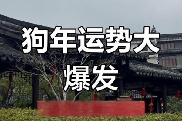 1982年属狗2025年每月运势完整版财运健康事业分析 1982年属狗2025年每月运势完整版财运健康事业分析