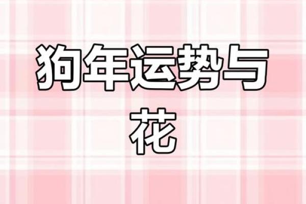 2025年属狗幸运色查询及如何运用到日常生活中